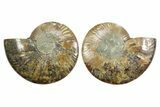 Cut & Polished Crystal-Filled Ammonite Fossil - Madagascar #364924-1